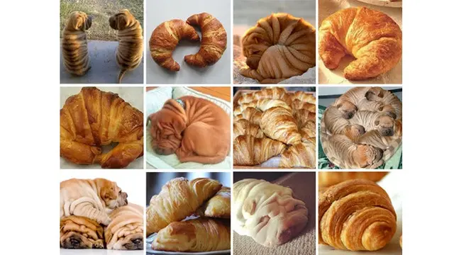 Hewan seperti makanan (Sumber: pawsplanet)