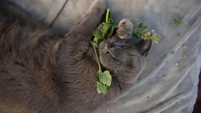 Catnip, Tanaman Rahasia yang Bikin Kucing Bahagia