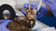 Seekor elang menerima perawatan medis oleh dokter di Rumah Sakit Falcon Abu Dhabi, Abu Dhabi, uni Emirat Arab, 28 April 2019. Abu Dhabi kini membuka sebuah rumah sakit khusus burung elang. (REUTERS/Christopher Pike)
