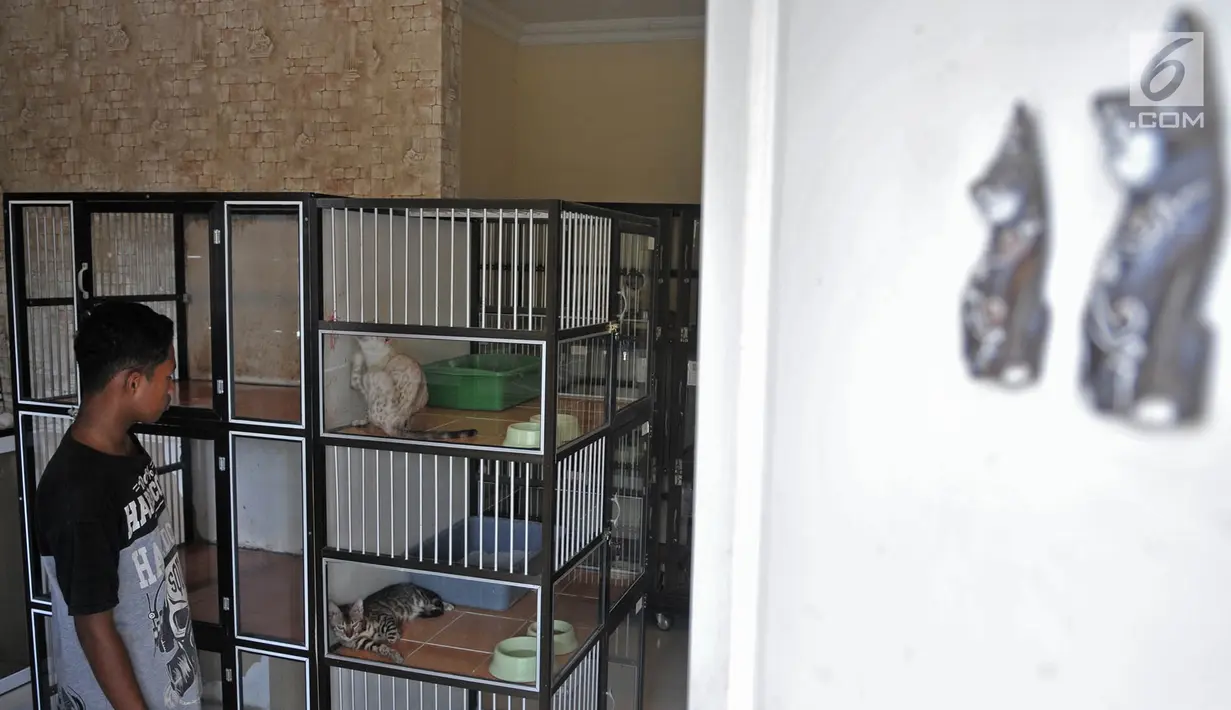 Penjaga hotel atau cat boy memeriksa kucing-kucing peliharaan yang dititipkan di Hotel Kucing Mimo, Jakarta, Rabu (29/5/2019). Hotel Kucing Mimo memiliki tarif per malam sebesar Rp 50 ribu untuk standar, Rp 75 ribu untuk deluxe, dan Rp 100 ribu untuk VIP. (merdeka.com/Iqbal Nugroho)