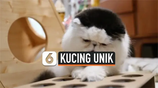 Seekor kucing bernama Zuu menjadi populer di dunia maya. Pasalnya ia memiliki penampilan unik yakni bulu yang menyerupai rambut palsu di kepala.