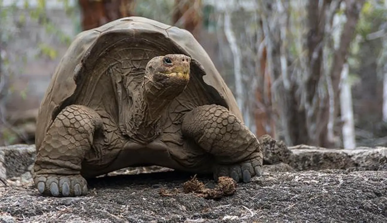 Seekor kura-kura raksasa Galapagos di Taman Nasional Galapagos, Ekuador, 12 September 2017. Kura-kura Galapagos makan rumput, dedaunan, kaktus dan buah tapi bisa bertahan hidup sampai setahun tanpa makanan dan air. (HO / GALAPAGOS NATIONAL PARK / AFP)
