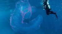 Monster laut raksasa nan misterius yang berpendar.  (Jay Wink/Abc Scuba Diving Port Douglas)
