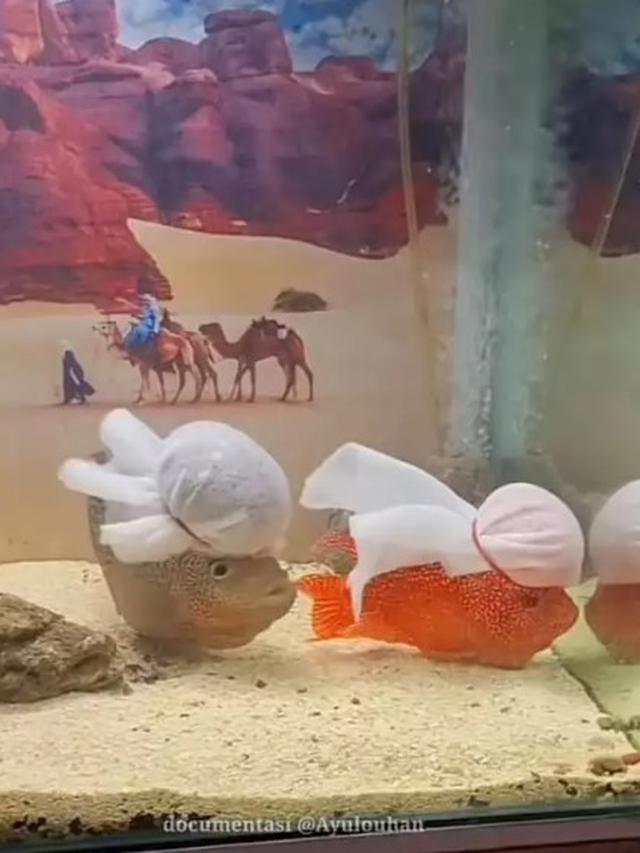 10 Potret Nyeleneh Orang Pelihara Ikan, Cara Kasih Makannya Bikin Geleng Kepala