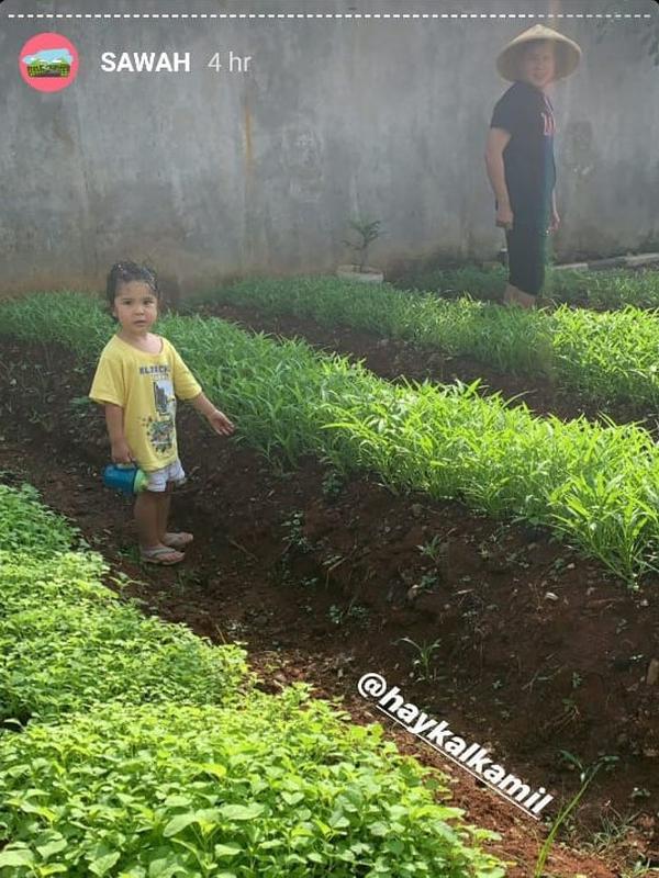 Kebun sayur olahan Tantri Namirah dan warga komplek lainnya. (dok. Instagram @tantrinamirah/https://www.instagram.com/stories/highlights/18144004705013109/Dinny Mutiah)