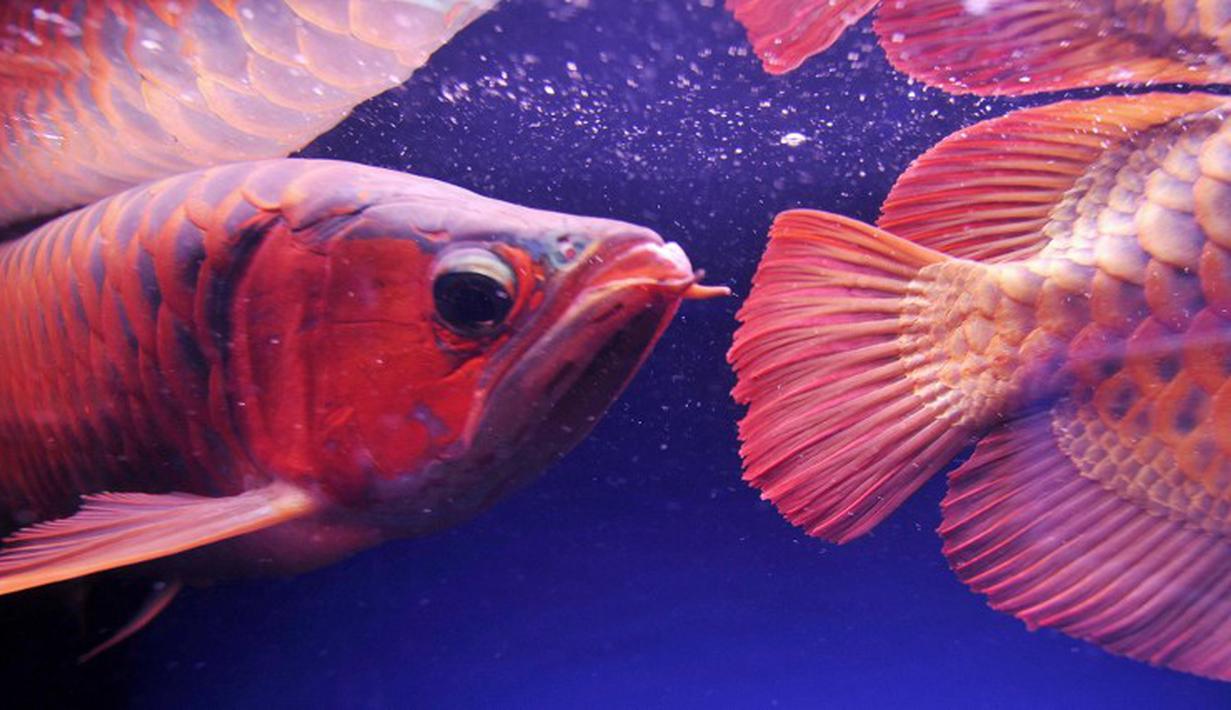 Ikan Arwana merupakan salah satu ikan purba yang belum punah. Diperkirakan telah hidup sejak 220   juta tahun yang lalu. Arwana masih banyak ditemukan di Pulau Kalimantan. (AFP Photo/Adek Berry)