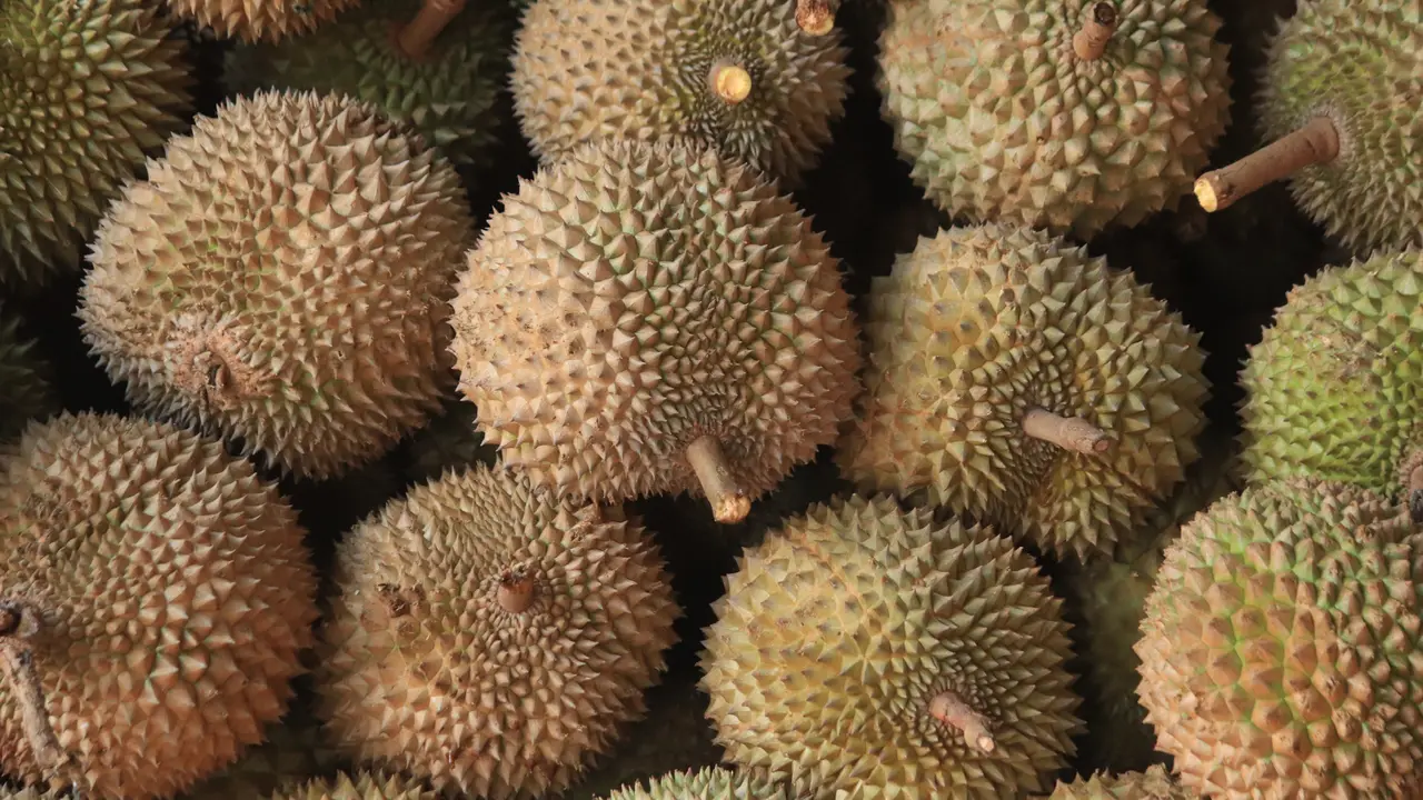 Durian - Vania