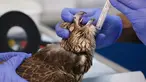 Seekor elang menerima perawatan medis oleh dokter di Rumah Sakit Falcon Abu Dhabi, Abu Dhabi, uni Emirat Arab, 28 April 2019. Abu Dhabi kini membuka sebuah rumah sakit khusus burung elang. (REUTERS/Christopher Pike)