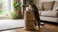 Cara Membuat Garukan Kucing DIY dari Kardus Bekas, Tutorial Mudah untuk Cat Lovers