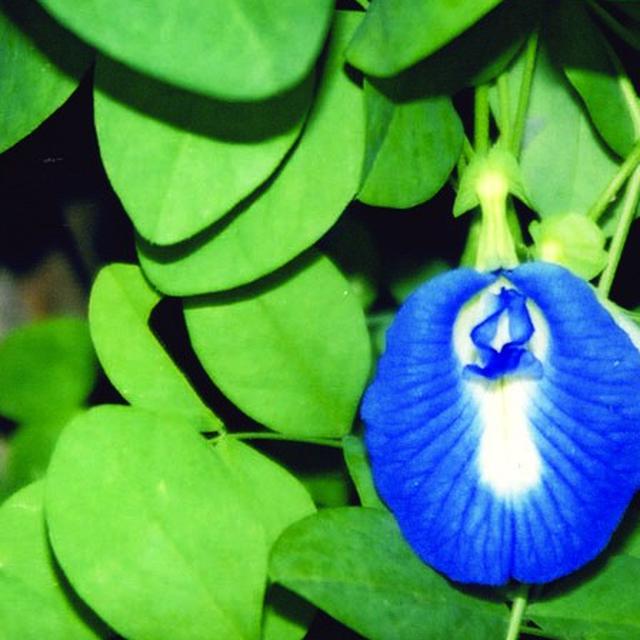 Download 7000 Koleksi Gambar Flora Asli Paling Bagus Gratis HD