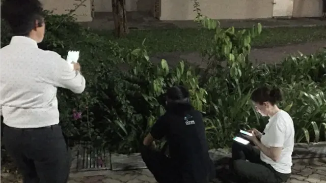 Ular Makan Kucing