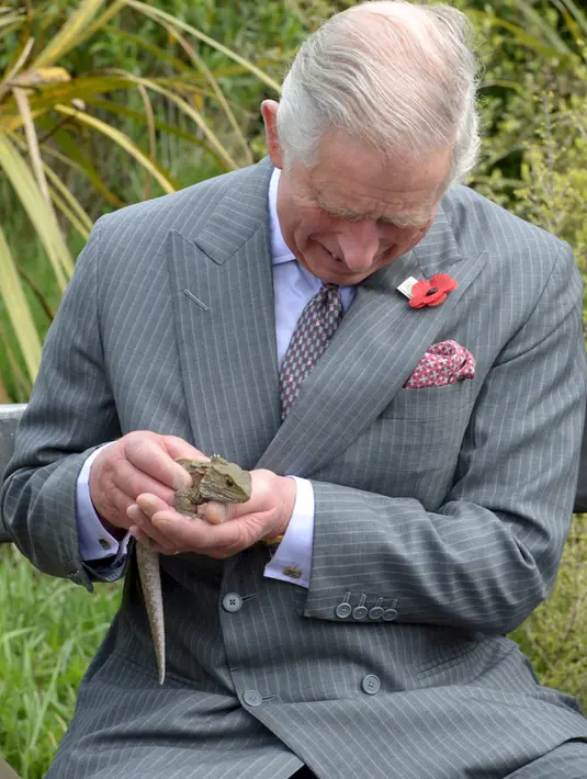 Pangeran Charles saat memegang kadal Tuatara di Dunedin, Selandia Baru, Kamis (5/11/2015). Kadal Tuatara merupakan binatang sejenis reptil dari Selandia Baru. (REUTERS/Gerard O'Brien) 