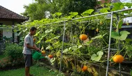 Cara Menanam Labu untuk Mendapatkan Pucuk Muda, Jadi Panduan Bagi yang Ingin Mencoba