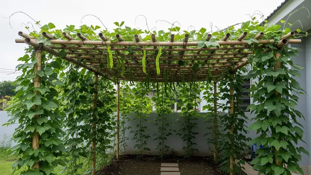 Ide Kebun Kecipir untuk Lahan Menganggur