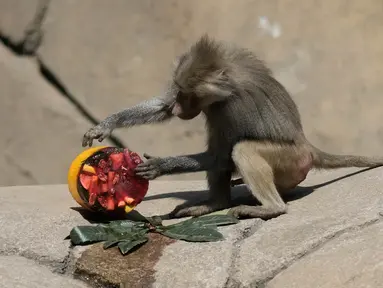 Seekor babon memeriksa makanan beku di kandangnya di Kebun Binatang Chapultepec, di Mexico City, Jumat, 7 Juni 2024. (AP Photo/Eduardo Verdugo)