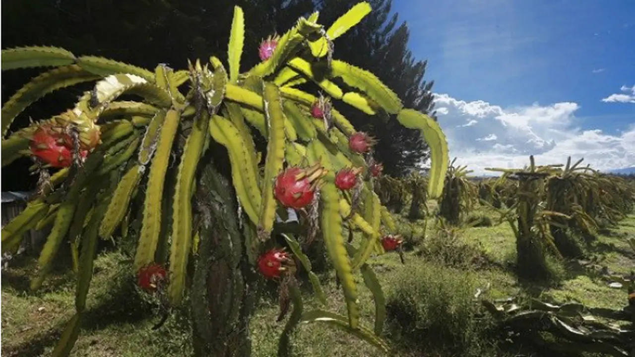 Ketekunan Petani Buah Naga Jayawijaya