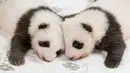 Dua anak panda kembar berusia dua bulan terlihat kebun binatang Zoologischer Garten di Berlin (1/11/2019). Dua anak panda kembar yang lahir pada tanggal 31 Agustus 2019 merupakan anak dari panda betina Meng Meng. (Stringer/Zoo Berlin/AFP)