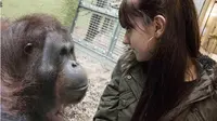 Aneh, Pria Ini Cemburu Saat Orang Utan Mendekati Pacarnya