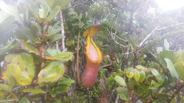 Tanaman Kantong Semar di Gunung Sinsing (Dok: Gunung Bagging https://www.gunungbagging.com/sinsing/nggallery/page/1)  Event