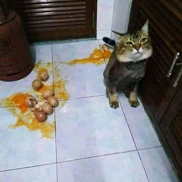6 Momen Apes Gagal Makan Karena Tingkah Kucing Ini Bikin Geregetan