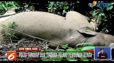 Polisi juga menyita barang bukti gading milik bunta sepanjang 126 cm dan berat 10 kilogram.