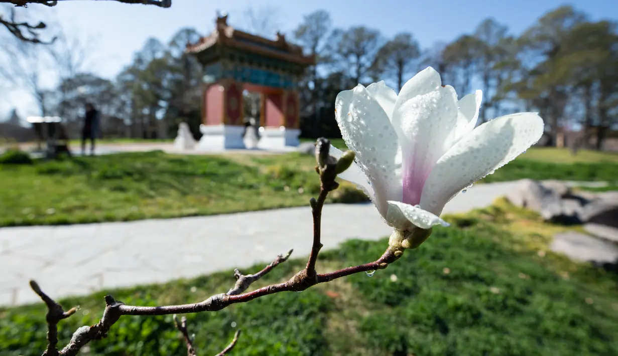 Bunga magnolia terlihat di Beijing Garden di dekat Danau Burley Griffin, Canberra, Australia (7/9/2020). Canberra, ibu kota Australia, memasuki musim semi pada September. (Xinhua/Chu Chen)
