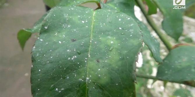 VIDEO: Hujan Abu di Lereng Gunung Merapi