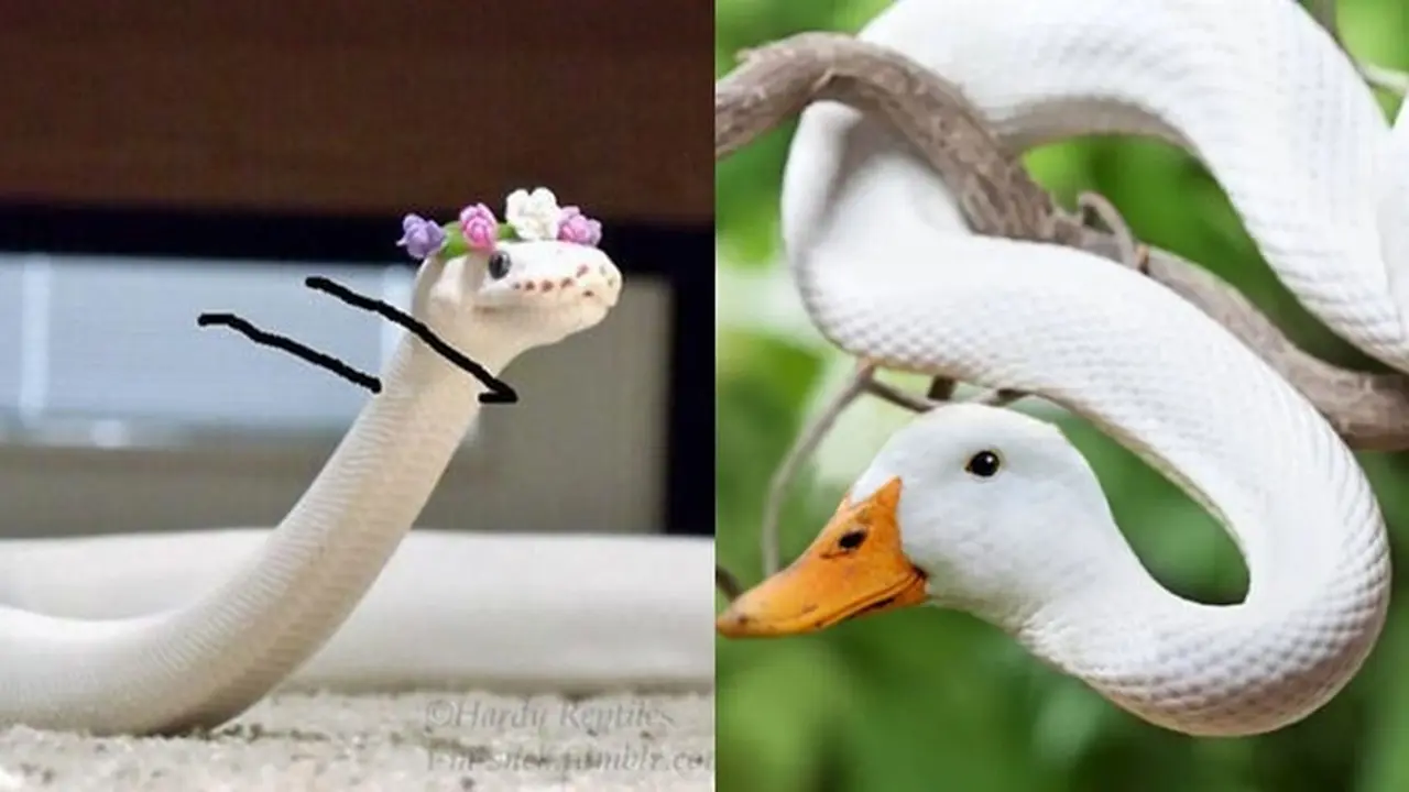 6 Editan Foto Ular Putih Ini Kocak, Jauh Dari Kata Seram