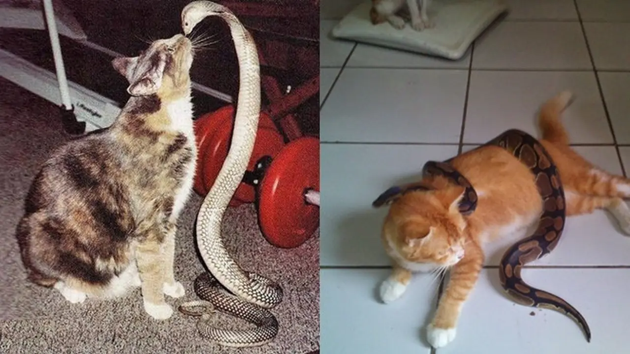 6 Momen Persahabatan Kucing dengan Ular, Tak Takut Meski Kobra