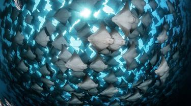 Hasil Jepretan Memukau Fotografi Bawah Air Terbaik 2019 (sumber: underwaterphotographeroftheyear)