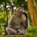 Spesies Baru Monyet Ditemukan di Hutan Kongo