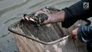 Pak Sum memilah cacing super dari gumpalan lumpur di Kanal Banjir Timur, Jakarta, Kamis (14/2). Dalam sehari, Pak Sum (57) mampu mengumpulkan sekitar 20-40 kilogram cacing super. (Merdeka.com/Iqbal Nugroho)