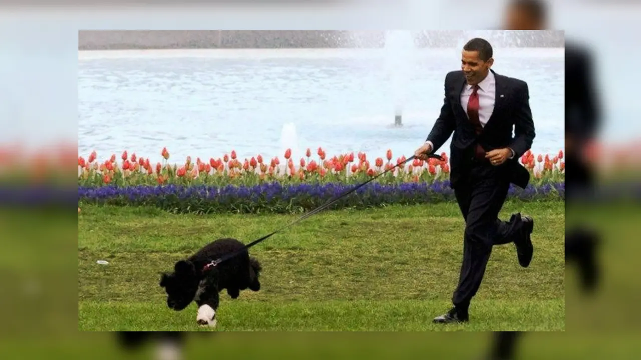 manfaat memelihara anjing