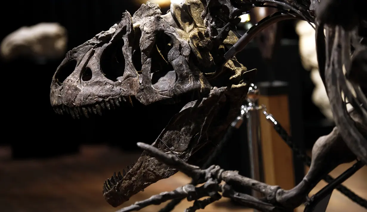 Kerangka dinosaurus Allosaurus dipamerkan di rumah lelang Drouot, Paris, Prancis, Sabtu (10/10/2020). Kerangka dinosaurus yang ditemukan di daerah Johnson, Wyoming, AS, tersebut akan dilelang pada 13 Oktober 2020 dan diperkirakan harganya antara 1-1,2 juta euro. (AP Photo/Thibault Camus)
