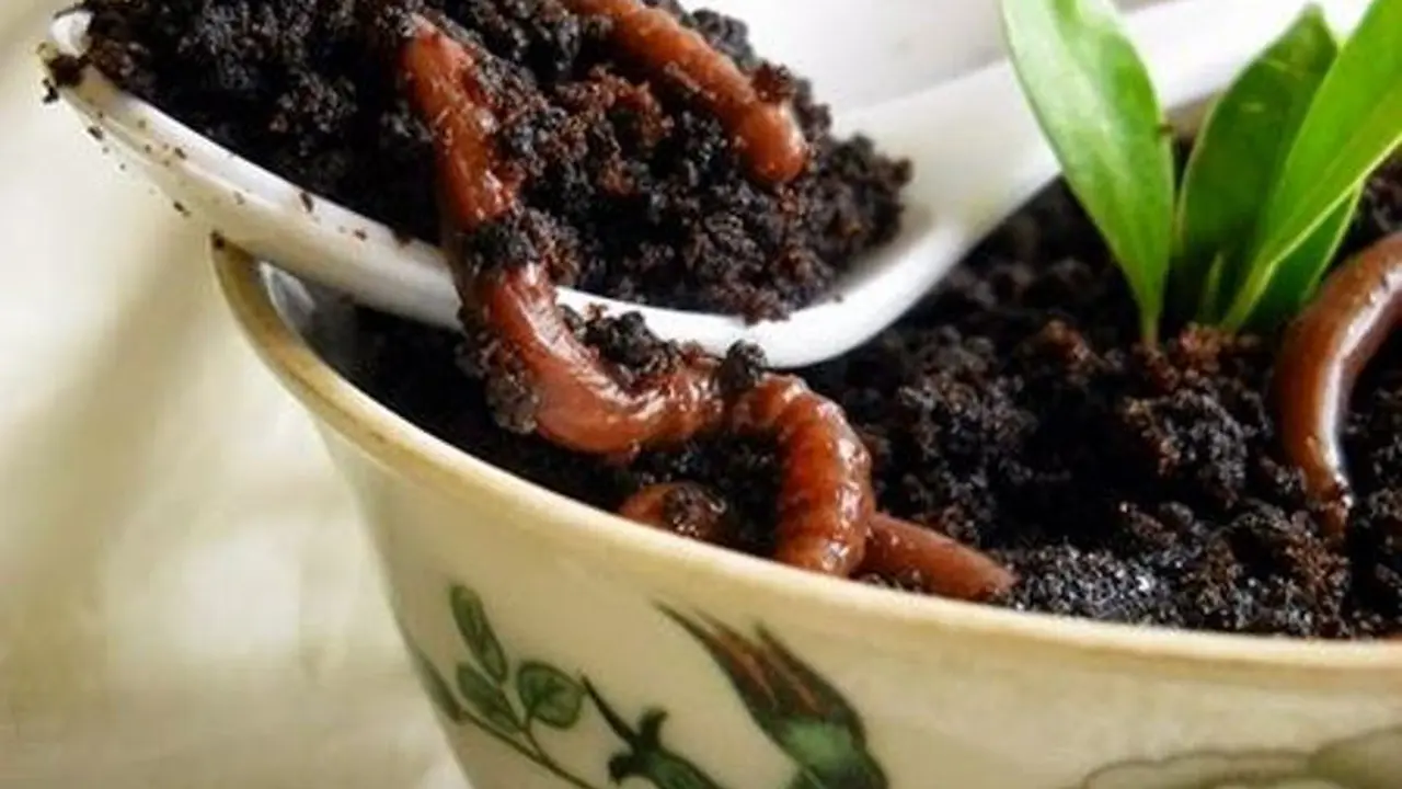 Nikmati Sensasi Baru Makan Es Krim di Pot Bunga Saat Buka Puasa