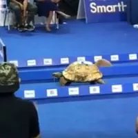 Lomba Lari Kura-Kura vs Kelinci di Dunia Nyata, Siapa yang Menang?