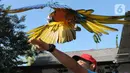 Pelatih Burung Paruh Bengkok Albi (30) melatih burung Blue and Gold Macaw (Ara Ararauna) berharga Rp 30 juta hingga Rp 140 juta yang dititipkan pemiliknya di sekolah burung miliknya di Cipayung, Depok, Jawa Barat, Selasa (24/5/2022). Komunitas burung Free Fly atau terbang bebas mulai ramai diminati akhir akhir ini. (merdeka.com/Arie Basuki)