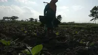 Jadi Sentra Produksi, Masyarakat Jatim Diminta Kawal RUU Pertembakauan