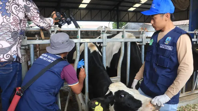 Sapiderman Bukan Sapi'i, Upaya Pemerintah Menekan Angka Kematian Sapi di Jawa Timur