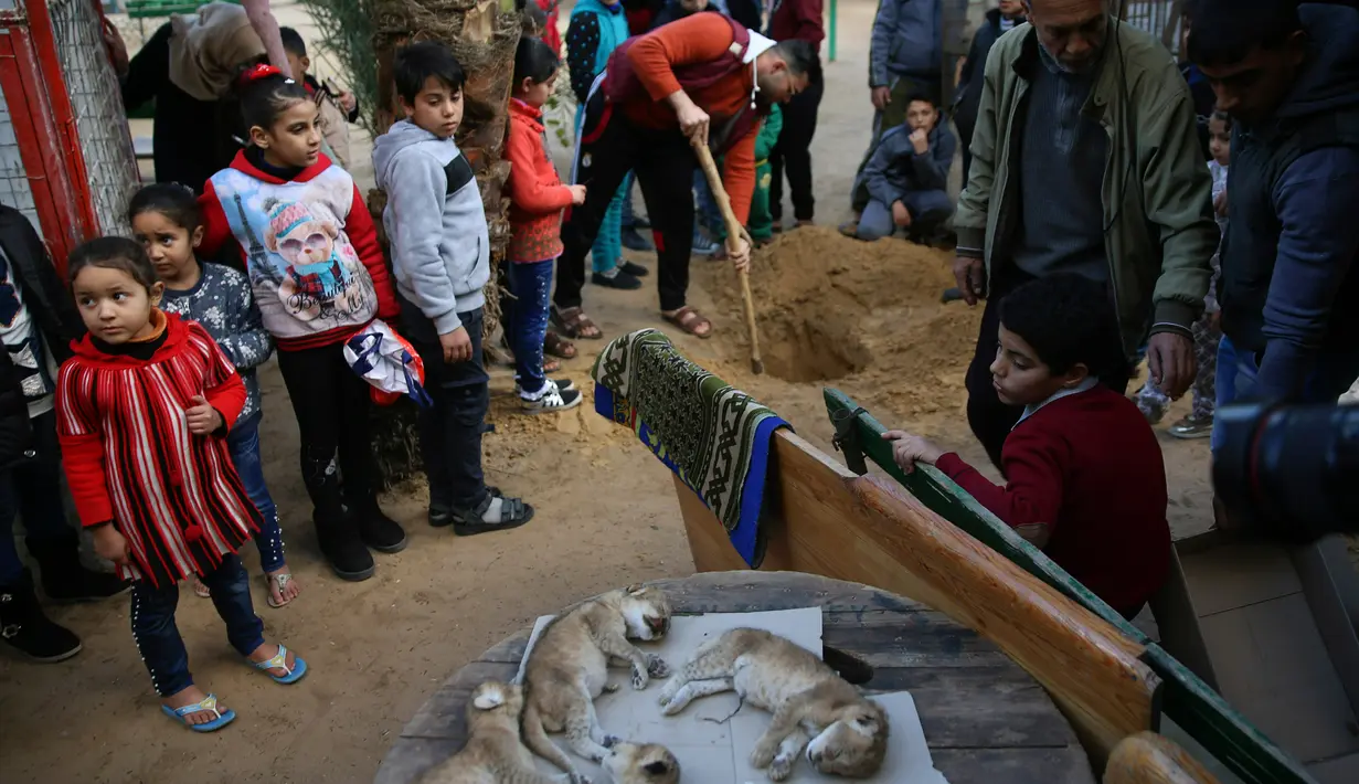 Sejumlah anak melihat mayat empat anak singa yang siap dikuburkan di kebun binatang di kamp pengungsi Rafah, Gaza (18/1). Fathi mengatakan ia menutupi sangkar singa-singa dengan selimut jelang badai musim dingin. (AP Photo/Adel Hana)