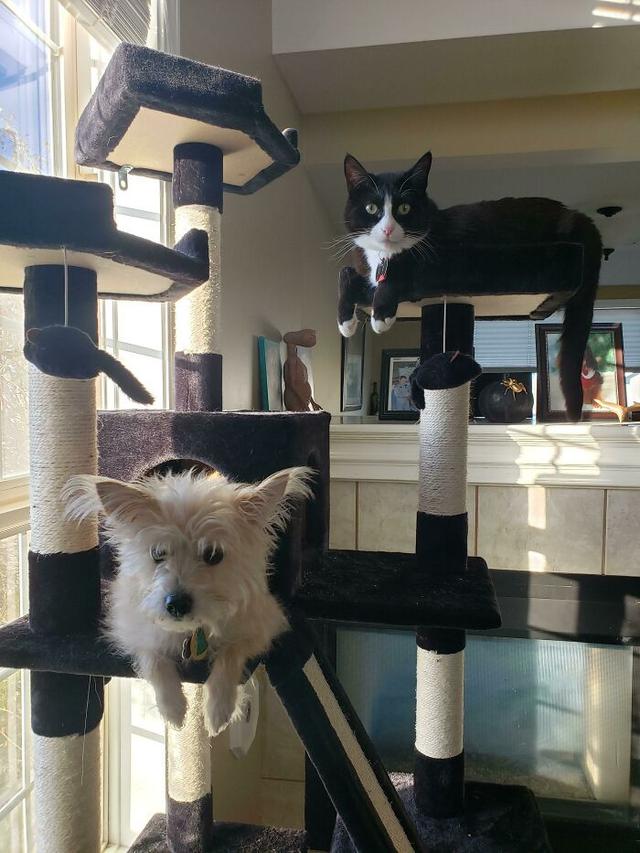 8 Potret Anjing saat Tiru Tingkah Laku Kucing Ini Bikin Geleng Kepala