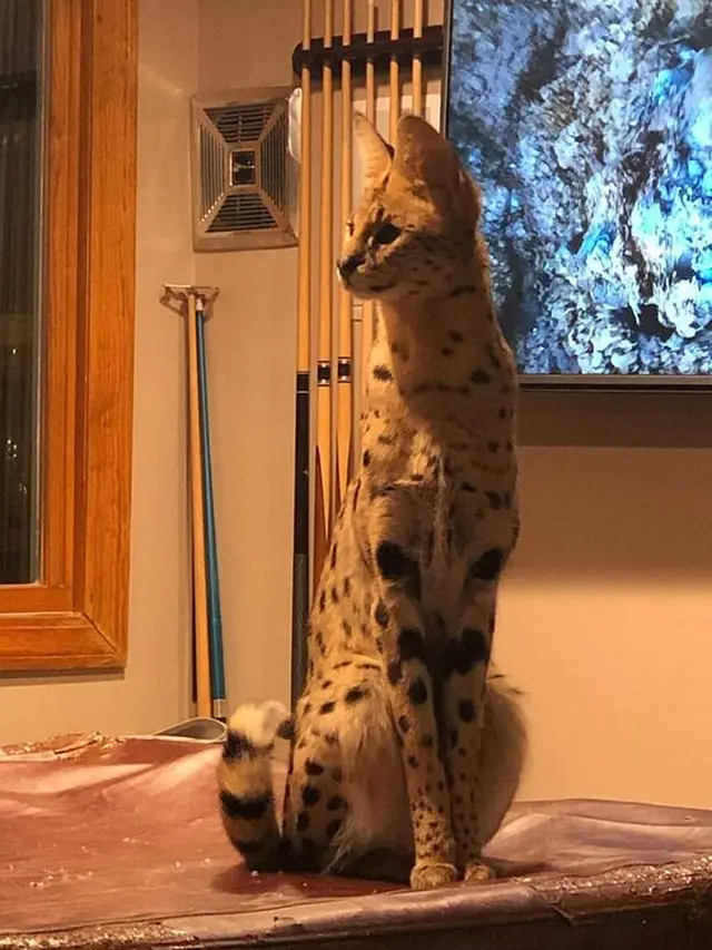 kucing serval