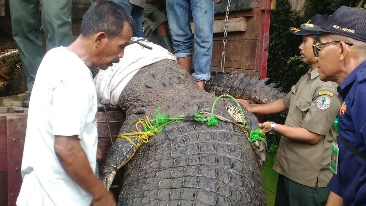 Buaya