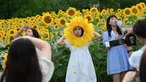 Orang-orang berfoto di ladang bunga matahari di sebuah taman di Beijing pada 2 Juli 2023. (Photo by Jade Gao / AFP)