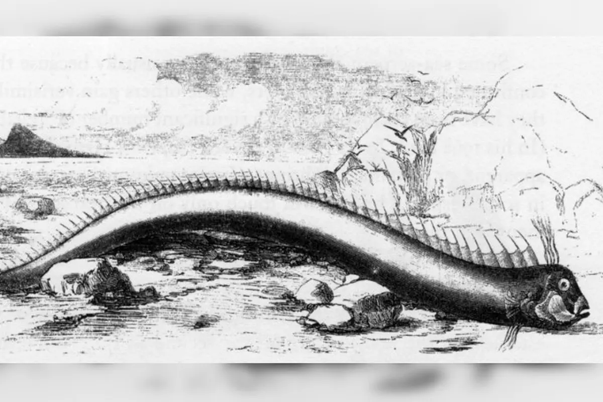 Ilustrasi oarfish yang ditemukan di Bermuda 1860 (Wikimedia Commons)
