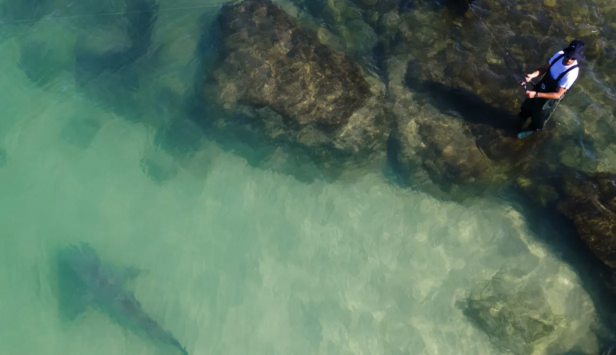 Hiu gosong berenang di dekat seorang nelayan di Laut Mediterania dekat pembangkit listrik di lepas pantai Hadera, Israel, Rabu (23/2/2022). Kawanan hiu ini tidak dianggap berbahaya bagi manusia, tetapi semakin terancam oleh penangkapan ikan yang berlebihan. (AP Photo/Ariel Schalit)