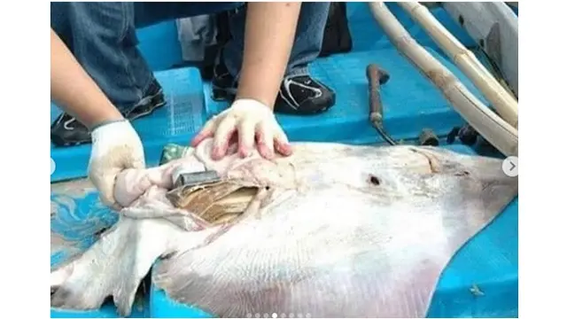 5 Potret Ikan Pari Ditemukan Mati Dengan Kondisi Penuh Sampah Ini Bikin Miris