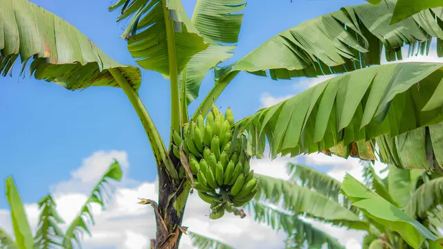 Cara Menanam Pisang