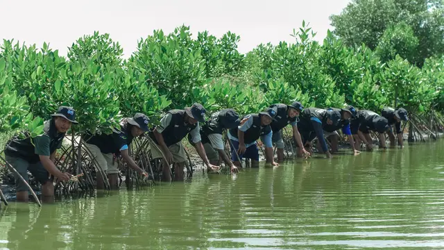BRI Tanam 500 Mangrove di Muara Gembong untuk Jaga Ekosistem Pesisir