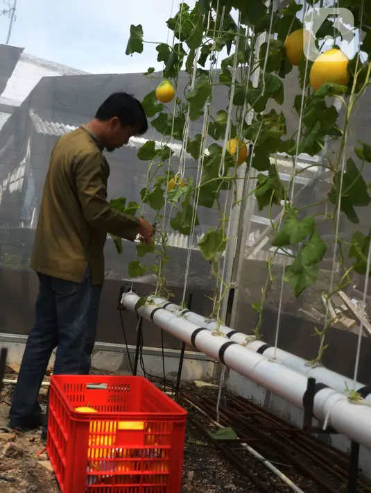 Seorang petani kota memanen buah Melon Golden di kawasan  pemukiman  pemulung, Jakarta, Jumat (18/11/2022). Penanaman buah melon dengan sistem hidroponik  mampu memanen  buah melon sebanyak 160 buah dengan masing-masing berat per buahnya antara 1 hingga 1,5 kilogram di lahan urban farming sempit. (merdeka.com/Imam Buhori)